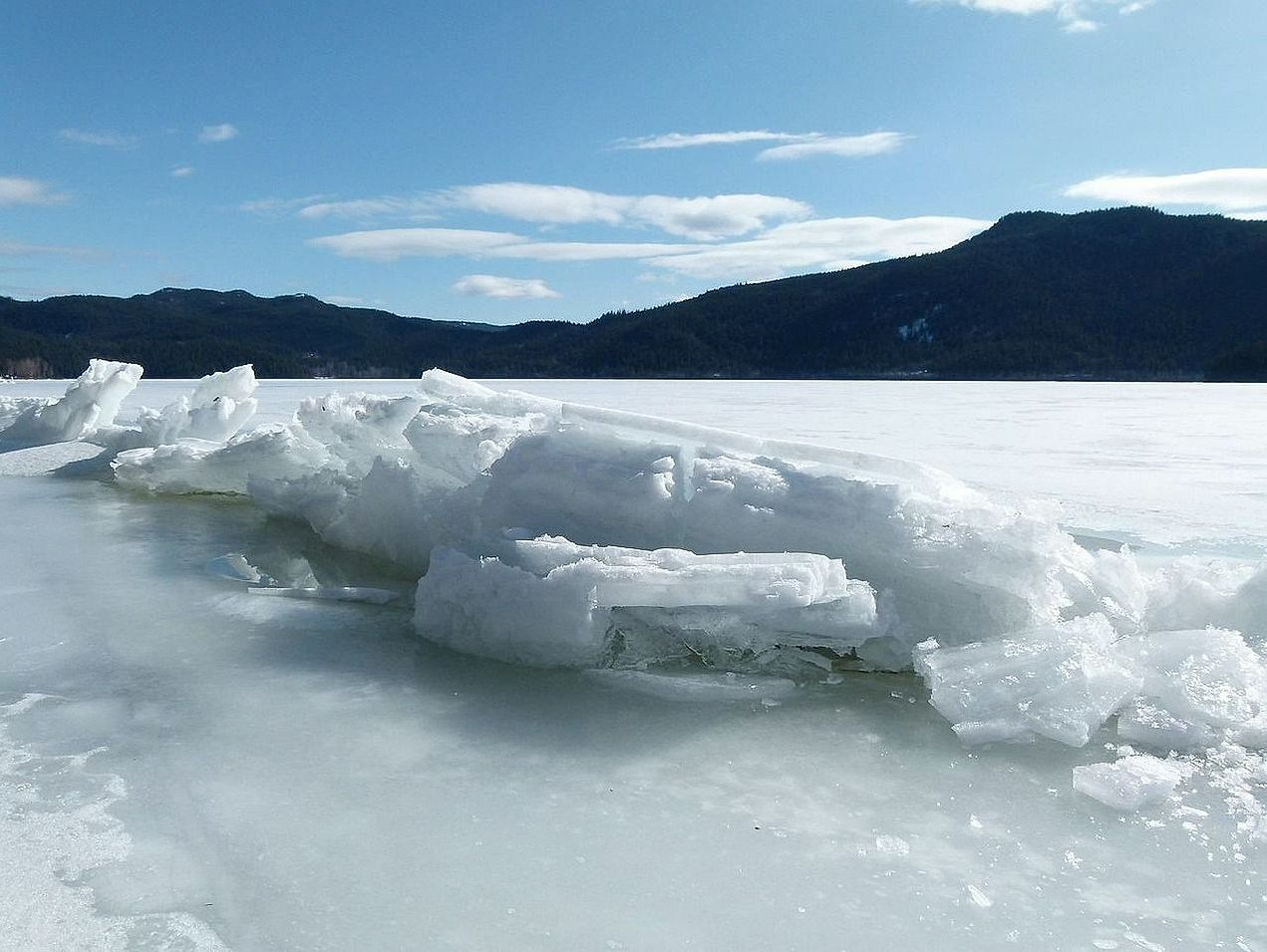 Un sendero nevado a través del bosque antiguo